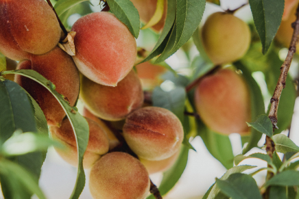 ApricotGold, Bio-Lift Gel, 50ml online bestellen