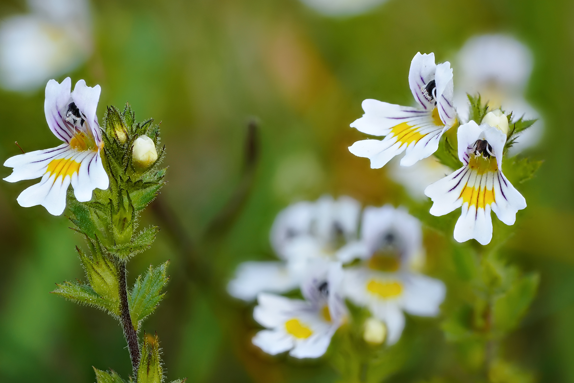 Trockene Augen? Augentrost das kleine Wundermittel