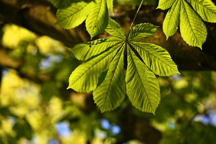 Shopito - Online Shop für Venen-Ex Beinspray, 75ml