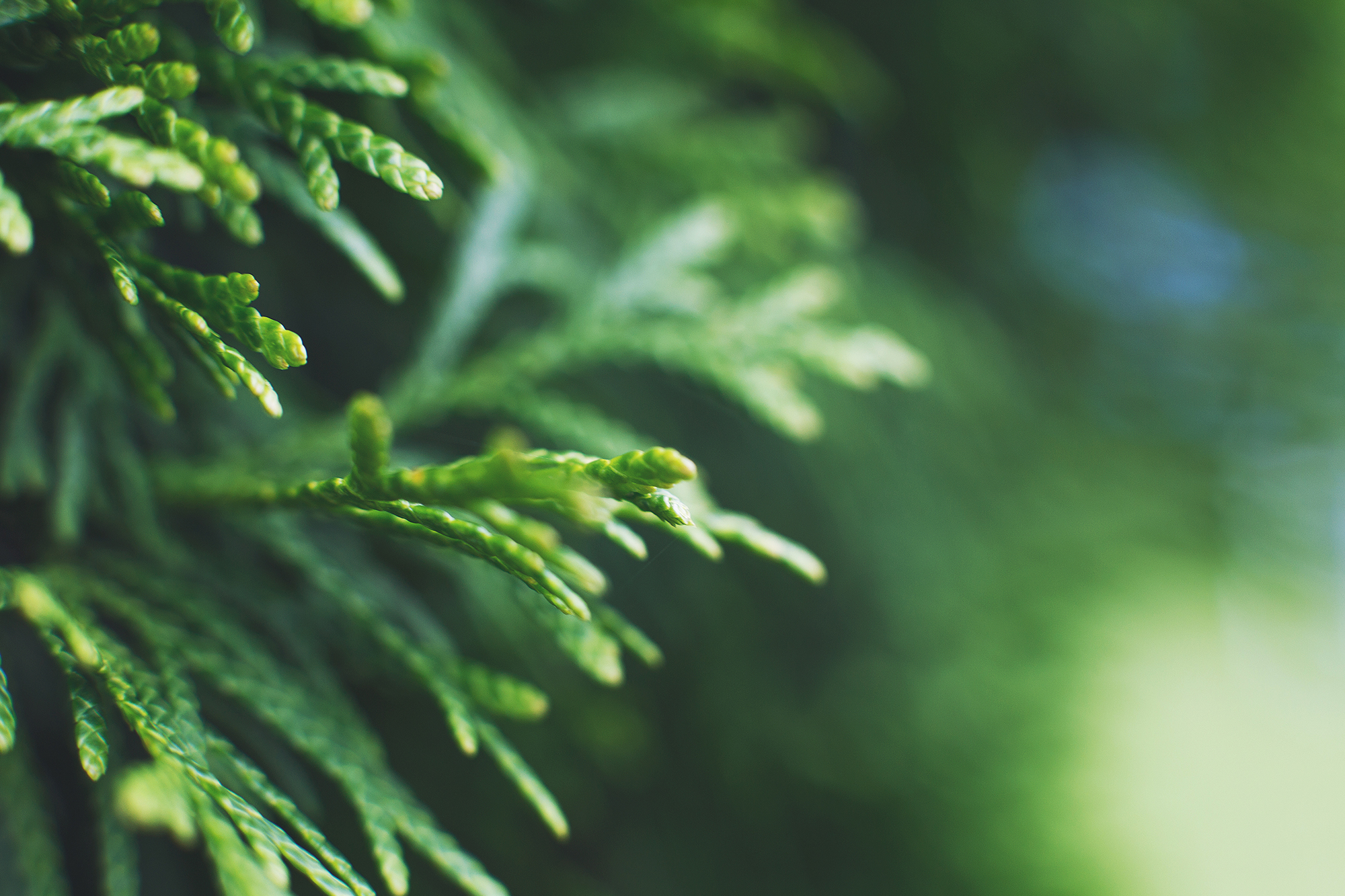 Warzen? Thuja und ihre Wirkung in der alternativen Medizin.