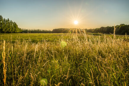 ImmunoFit D3/Magnesium, 60 Kapseln günstig kaufen