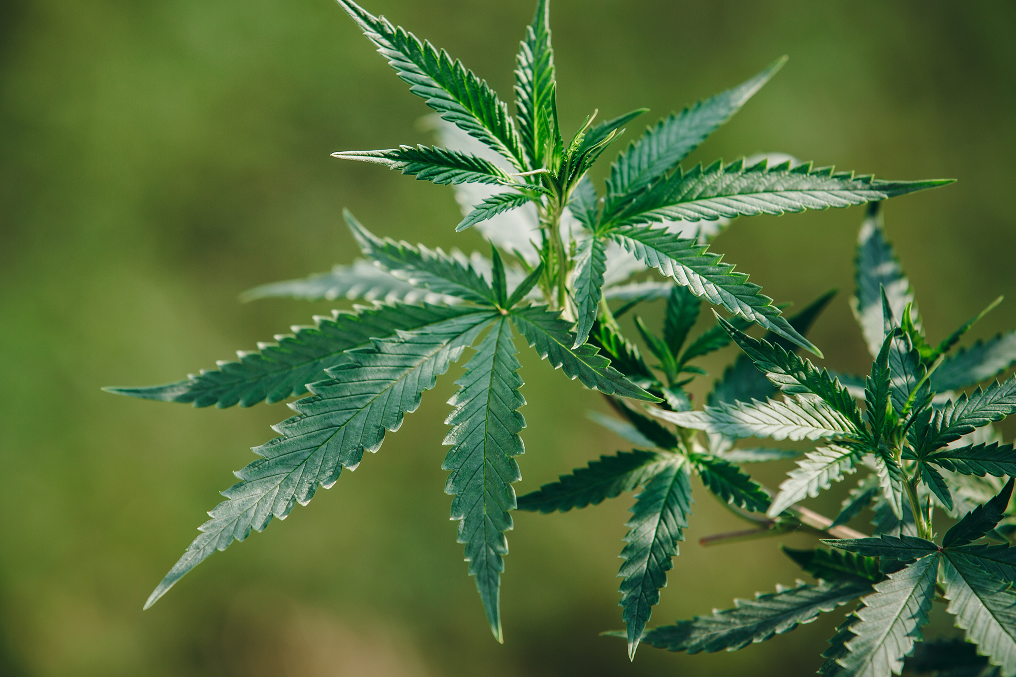 Schlechter Atem? – Mundpflege mit Hanf